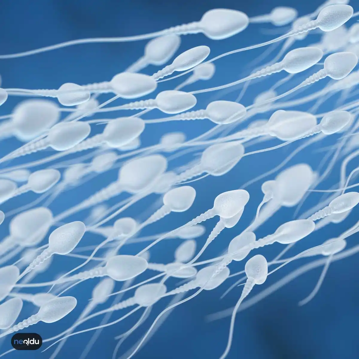 Sperm Hakkında Bilinmeyen Bilgiler