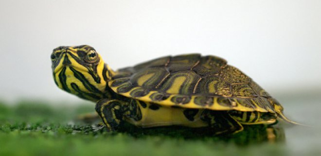 Su Kaplumbağası Akvaryumu Nasıl Olmalı?