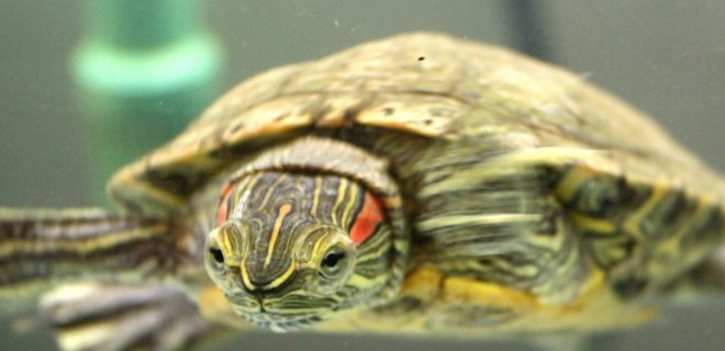 Su Kaplumbağaları Kış Uykusuna Yatar Mı?