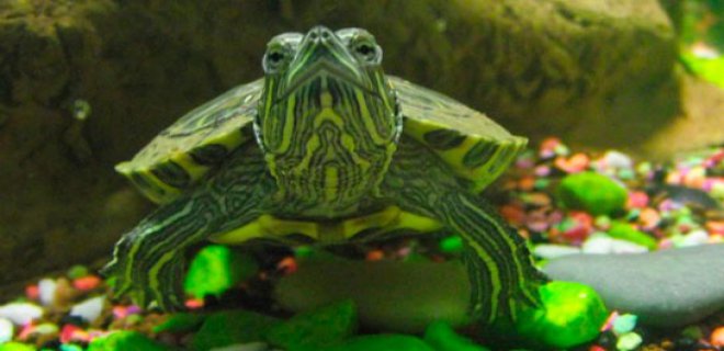 Su Kaplumbağası Nasıl Beslenmeli?