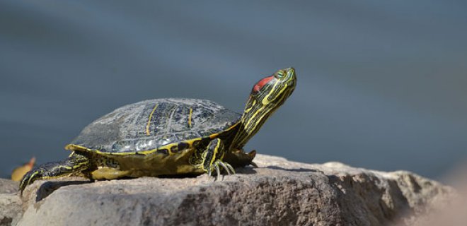 Su Kaplumbağası Bakımı Nasıl Olmalı?