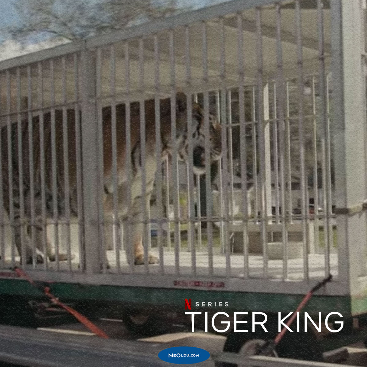 tiger-king-belgeseli-hakkinda.jpg