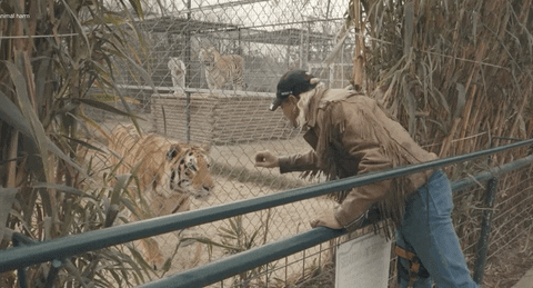 tiger-king-murder,-mayhem-and-madness belgeseli-hakkinda-bilgi.gif