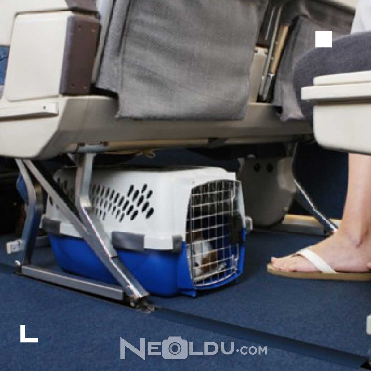 Kedi ve Köpek Uçak Yolculuğu Uçuş Standartlarına Uygun Taşıma Çantası