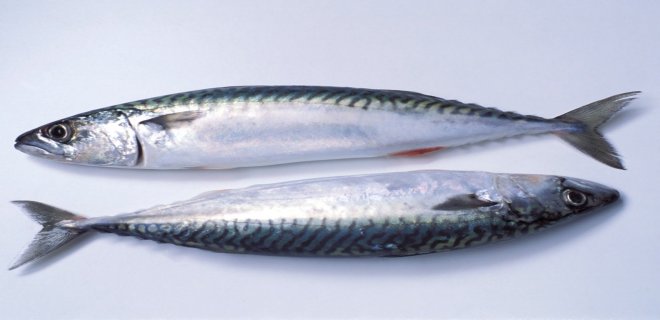 balık ve balık türleri