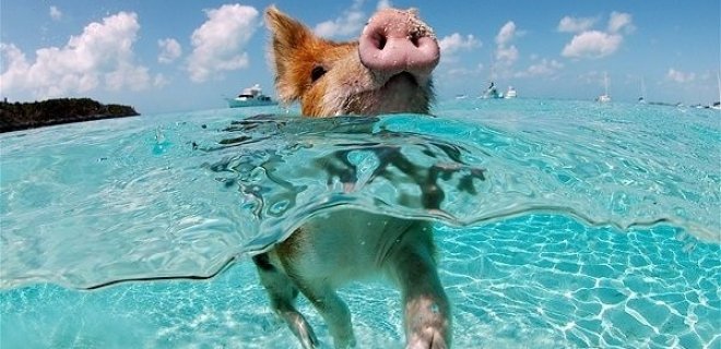 yüzen domuz