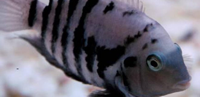 Zebra Balığı Akvaryumu Nasıl Olmalı?